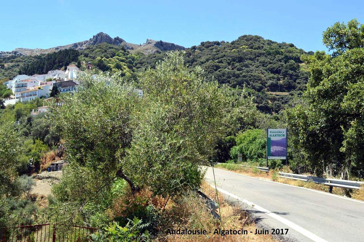 635- Algatocin.JPG